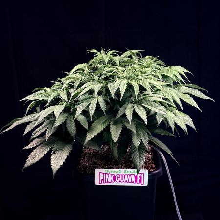 Bio_Hydro|AutoPot_Coco|Ai|New Strains⁠ |