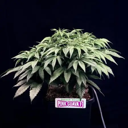 Bio_Hydro|AutoPot_Coco|Ai|New Strains⁠ |