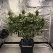 Six-Pack Autos: The Multi-Strain Run