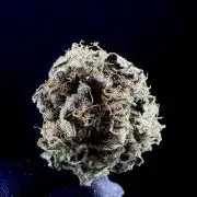 The Multi-Strain Run