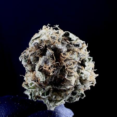 The Multi-Strain Run