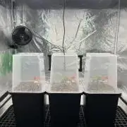 AutoPot _Fast Buds_420