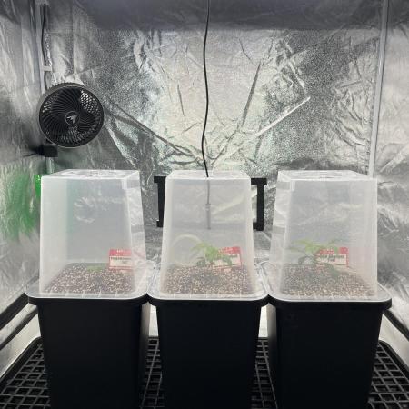 AutoPot _Fast Buds_420