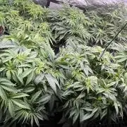 AutoPot _Fast Buds_420