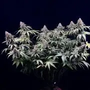 Bio_Hydro|AutoPot_Coco|Ai|New Strains⁠ |