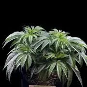 Bio_Hydro|AutoPot_Coco|Ai|New Strains⁠ |