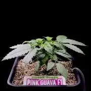 Bio-Hydro | AI+Grow | New Strains⁠ |