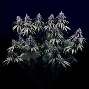 Bio_Hydro|AutoPot_Coco|Ai|New Strains⁠ |