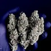 +Speed Auto 3G (SWS27) Outdoor