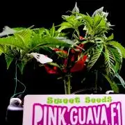 Bio-Hydro | AI+Grow | New Strains⁠ |
