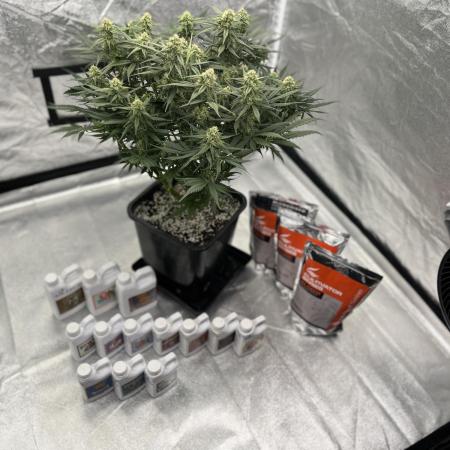 AutoPot _Fast Buds_420