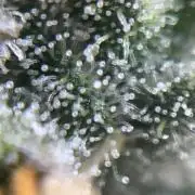 COCO_FAST&SWEET_Buds-3run