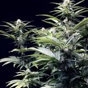 Bio_Hydro|AutoPot_Coco|Ai|New Strains⁠ |