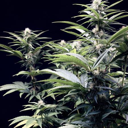 Bio_Hydro|AutoPot_Coco|Ai|New Strains⁠ |