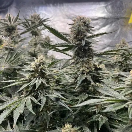 COCO_FAST&SWEET_Buds-3run