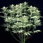 Bio_Hydro|AutoPot_Coco|Ai|New Strains⁠ |