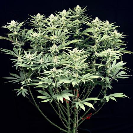 Bio_Hydro|AutoPot_Coco|Ai|New Strains⁠ |