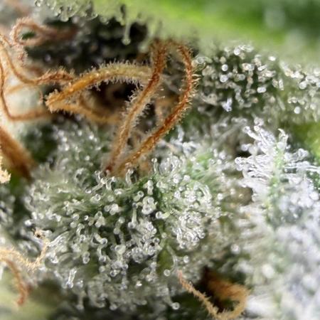 Auto-Clone Experiment: Myth Busted!