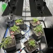 AutoPot _Fast Buds_420