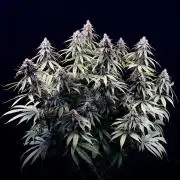 Bio_Hydro|AutoPot_Coco|Ai|New Strains⁠ |