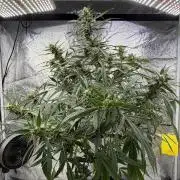Auto-Clone Experiment: Myth Busted!