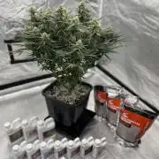 AutoPot _Fast Buds_420