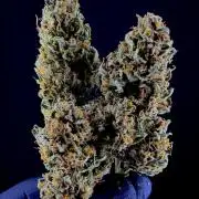 Auto-Clone Experiment: Myth Busted!