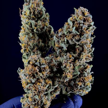 Auto-Clone Experiment: Myth Busted!