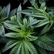Bio_Hydro|AutoPot_Coco|Ai|New Strains⁠ |