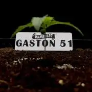 Gaston 51 #38/300 | Limited Edition