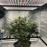 AutoPot _Fast Buds_420