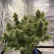 Six-Pack Autos: The Multi-Strain Run