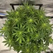 AutoFlowering_DLI_Autopot_20/4h