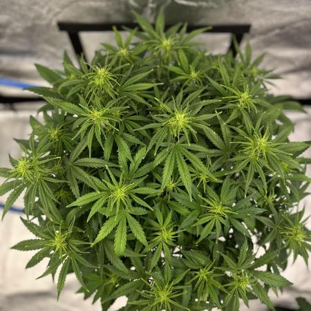 AutoFlowering_DLI_Autopot_20/4h