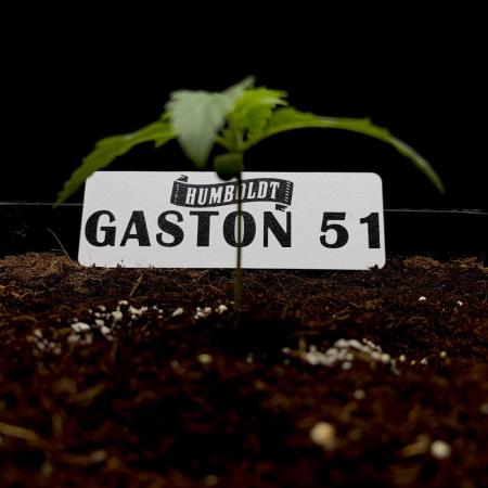 Gaston 51 #38/300 | Limited Edition