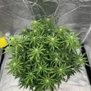AutoFlowering mix bitch 🌳