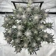 COCO_FAST&SWEET_Buds-3round