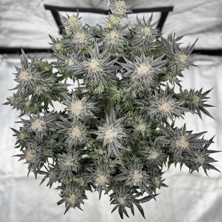 COCO_FAST&SWEET_Buds-3round