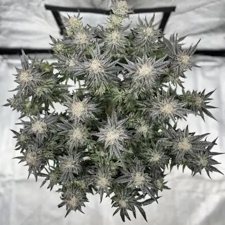 COCO_FAST&SWEET_Buds-3round