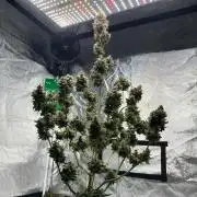 Autoflowering 12-12