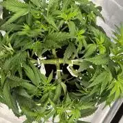 AutoPot _Fast Buds_420