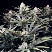 Bio_Hydro|AutoPot_Coco|Ai|New Strains⁠ |