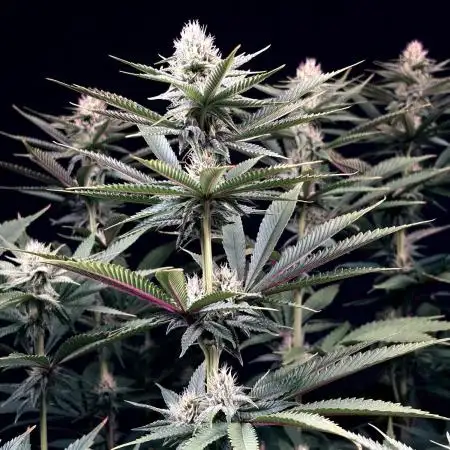 Bio_Hydro|AutoPot_Coco|Ai|New Strains⁠ |