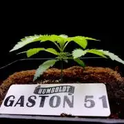 Gaston 51 #38/300 | Limited Edition