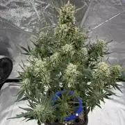 Six-Pack Autos: The Multi-Strain Run