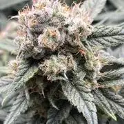 FAST&SWEET_Buds in cocos-3round