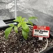 AutoPot _Fast Buds_420