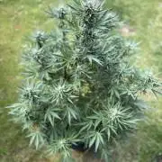 +Speed Auto 3G. Outdoor