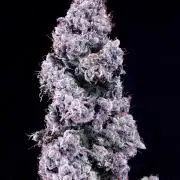 Auto Mazar DP Outdoor to Indoor