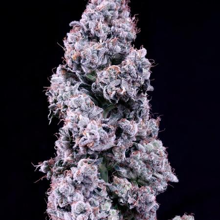 Auto Mazar DP Outdoor to Indoor